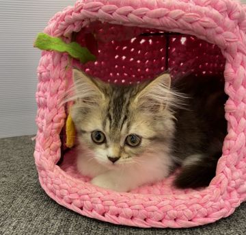 ラガマフィン【大阪府・男の子・2020年6月20日・ブラウンマッカレルタビー&ホワイト】の写真「💫クリクリお目目👀可愛くて賢い子💫」