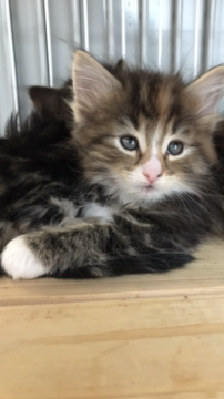 ノルウェージャンフォレストキャット【大阪府・女の子・2018年1月5日・ブラウンパッチドタビー&ホワイト】の写真「✨おっとりさん✨」