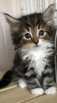 ノルウェージャンフォレストキャット【大阪府・男の子・2018年1月5日・ブラウンマッカレルタビー&ホワイト】の写真「✨温厚な優しい性格ジョン君✨」