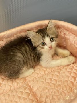 ラガマフィン【大阪府・男の子・2020年6月20日・ブラウンマッカレルタビー&ホワイト】の写真「💫優しいボーイのおっとりちゃん💫」