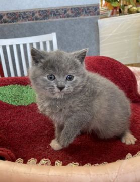 ブリティッシュショートヘア【大阪府・女の子・2021年1月19日・ブルー&クリーム】の写真「💞ぷくぷく愛くるしさ満点ちゃん🥰」