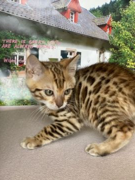 ベンガル【大阪府・男の子・2020年4月21日・ブラウンスポテッドタビー】の写真「✨綺麗なボディでお顔はキュート君✨」