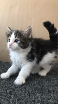 ノルウェージャンフォレストキャット【大阪府・男の子・2018年1月5日・ブラウンマッカレルタビー&ホワイト】の写真「✨イケメン・ホワイトノン君✨」