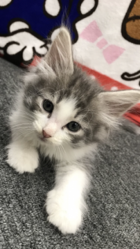 ノルウェージャンフォレストキャット【大阪府・男の子・2017年9月19日・ブルー&ホワイト】の写真「✨まるでモデルちゃん✨」