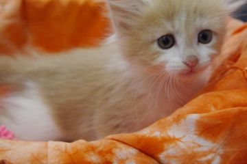 ノルウェージャンフォレストキャット【大阪府・女の子・2016年10月15日・クリーム&ホワイト】の写真「♡たれ目がキュート♡」