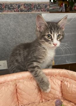 ノルウェージャンフォレストキャット【大阪府・男の子・2021年5月14日・シルバーマッカレルタビー&ホワイト】の写真「💫迫力顔…のゴロゴロ君💫」