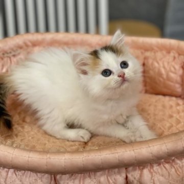 ラガマフィン【大阪府・女の子・2023年3月17日・キャリコ】の写真「🌟ふわふわ・ボディーホワイトちゃん✨」