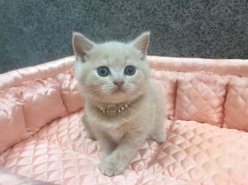ブリティッシュショートヘア【大阪府・女の子・2018年10月20日・クリーム】の写真「コロモコ！✨上品なブリちゃん✨」