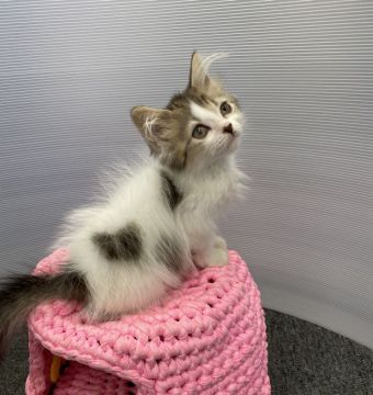 ラガマフィン【大阪府・女の子・2020年7月4日・ブラウンマッカレルタビー&ホワイト】の写真「💫おとなしいプリンセスちゃん💫」