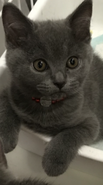 ブリティッシュショートヘア【大阪府・女の子・2018年5月11日・ブルー】の写真「毛色も美！お顔も美形のブリちゃん😻」