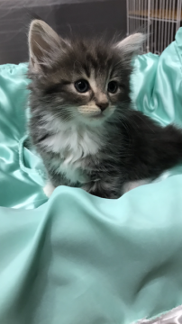 ノルウェージャンフォレストキャット【大阪府・男の子・2019年4月24日・ブルータビー&ホワイト】の写真「✨イケメン・たくましく育ってます💫」