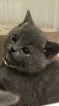 ブリティッシュショートヘア【大阪府・女の子・2018年2月8日・ブルー】の写真「ふわモコ❣️美人さん！」