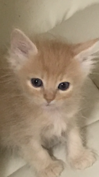 ノルウェージャンフォレストキャット【大阪府・男の子・2017年3月15日・クリームタビー】の写真「メッチャ元気なチビたん😍」