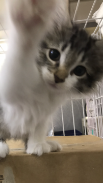 ノルウェージャンフォレストキャット【大阪府・男の子・2018年8月15日・ブルータビー&ホワイト】の写真「👋✨僕と遊ぼ🌟💫」