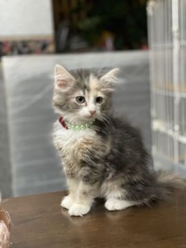 ノルウェージャンフォレストキャット【大阪府・女の子・2021年4月27日・ブラウンパッチドタビー&ホワイト】の写真「⭐️ママは美猫のモデルさん⭐️」