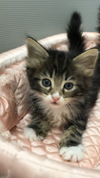 ノルウェージャンフォレストキャット【大阪府・男の子・2018年12月27日・ブラウンタビー&ホワイト】の写真「✨甘えん坊でお膝大好きボーイ🌟💫」