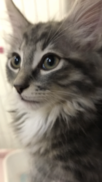 ノルウェージャンフォレストキャット【大阪府・男の子・2018年3月12日・ブルータビー&ホワイト】の写真「✨ワイルドで美形で可愛い✨」