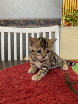 ベンガル【大阪府・女の子・2020年11月5日・ブラウンスポテッドタビー】の写真「💕一人っ子の甘えたちゃん😻」