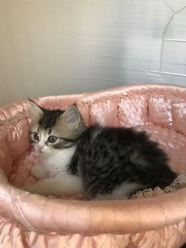 ラガマフィン【大阪府・女の子・2019年12月27日・ブラウンマッカレルダビー&ホワイト】の写真「💫よろしく・おっとりちゃん💫」