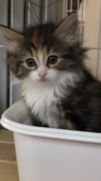 ノルウェージャンフォレストキャット【大阪府・女の子・2018年1月5日・ブラウンパッチドタビー&ホワイト】の写真「✨お目目✨キラキラちゃん✨」