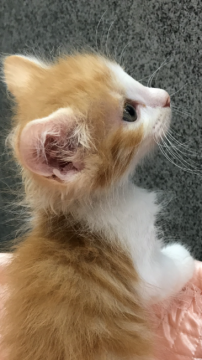 ノルウェージャンフォレストキャット【大阪府・男の子・2018年8月15日・レッド&ホワイト】の写真「✨可愛い美形・ボーイ君🌟」