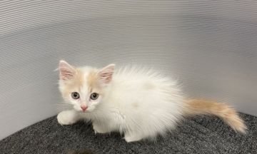 ラガマフィン【大阪府・男の子・2020年6月23日・クリーム&ホワイト】の写真「💫おっとり可愛いボーイ💫」