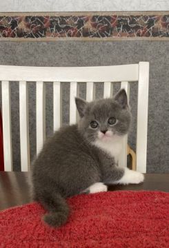 ブリティッシュショートヘア【大阪府・女の子・2020年10月13日・ブルー&ホワイト】の写真「💞チャーミング・ブリちゃん💞」