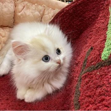 ラガマフィン【大阪府・男の子・2022年9月17日・クリームタビー&ホワイト】の写真「🌟綺麗なフェイスのふわふわ君✨」