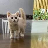 ブリティッシュショートヘア【大阪府・男の子・2024年3月6日・クリームタビー】の写真1
