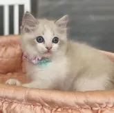 ラグドール【大阪府・女の子・2023年6月11日・ブルーポイントバイカラー】の写真1