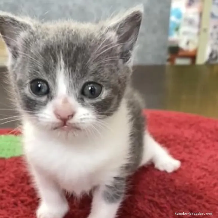 ID：2206-03098の子猫