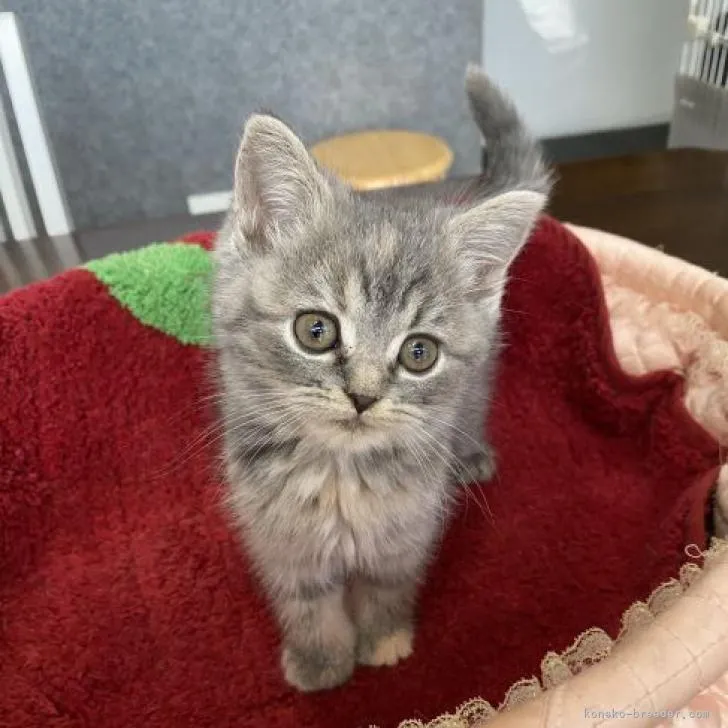 ID:2211-00398の子猫