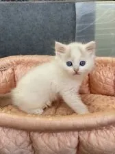 ラガマフィン【大阪府・男の子・2021年9月11日・クリームタビー&ホワイト】の写真2