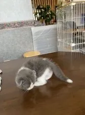 スコティッシュフォールド(折れ耳)【大阪府・男の子・2021年9月2日・ブルー&ホワイト】の写真2