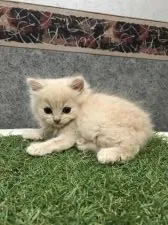 ブリティッシュロングヘア【大阪府・男の子・2018年6月6日・クリームマッカレルタビー】の写真2