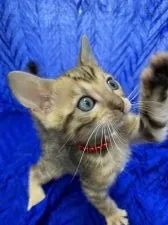 ベンガル【大阪府・女の子・2021年2月18日・ブラウンスポテッドタビー】の写真2