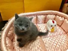 ブリティッシュショートヘア【大阪府・女の子・2016年12月6日・ブルー】の写真2