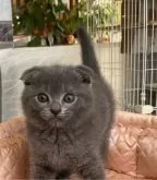 スコティッシュフォールド(折れ耳)【大阪府・男の子・2024年5月5日・ブルー】の写真3