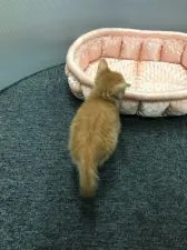 スコティッシュフォールド(立ち耳)【大阪府・男の子・2019年9月20日・レッドマッカレルダビー&ホワイト】の写真3