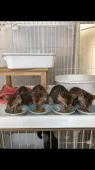 ベンガル【大阪府・女の子・2018年2月16日・ブラウンスポテッドタビー】の写真3