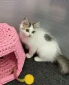 ラガマフィン【大阪府・男の子・2020年6月20日・ブラウンマッカレルタビー&ホワイト】の写真3