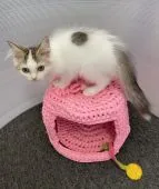 ラガマフィン【大阪府・男の子・2020年6月20日・ブラウンマッカレルタビー&ホワイト】の写真4