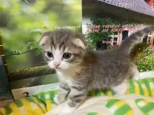 スコティッシュフォールド(折れ耳)【大阪府・男の子・2020年5月11日・ブルーマッカレルタビー】の写真4