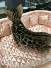 ベンガル【大阪府・男の子・2019年8月5日・ブラウンスポテッドタビー】の写真4