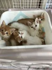 スコティッシュフォールド(立ち耳)【大阪府・男の子・2019年9月20日・レッドマッカレルダビー&ホワイト】の写真5