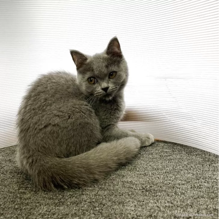 S.T 様のお迎えした子猫