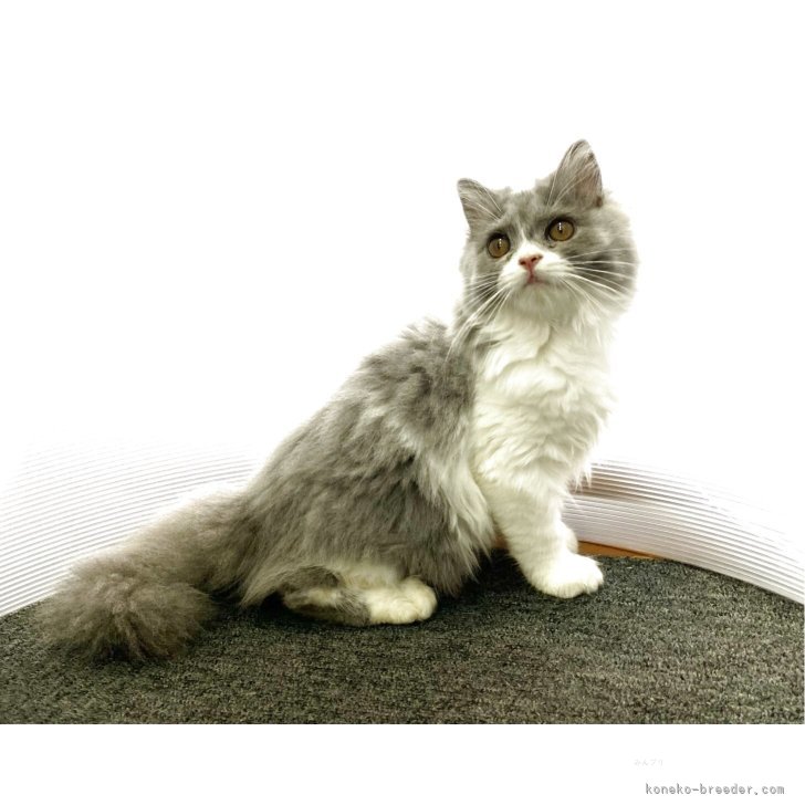 ブリーダー画像