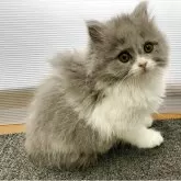 ブリティッシュロングヘア