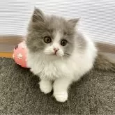 ブリティッシュロングヘア