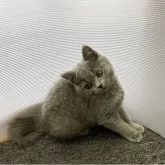 ブリティッシュショートヘア
